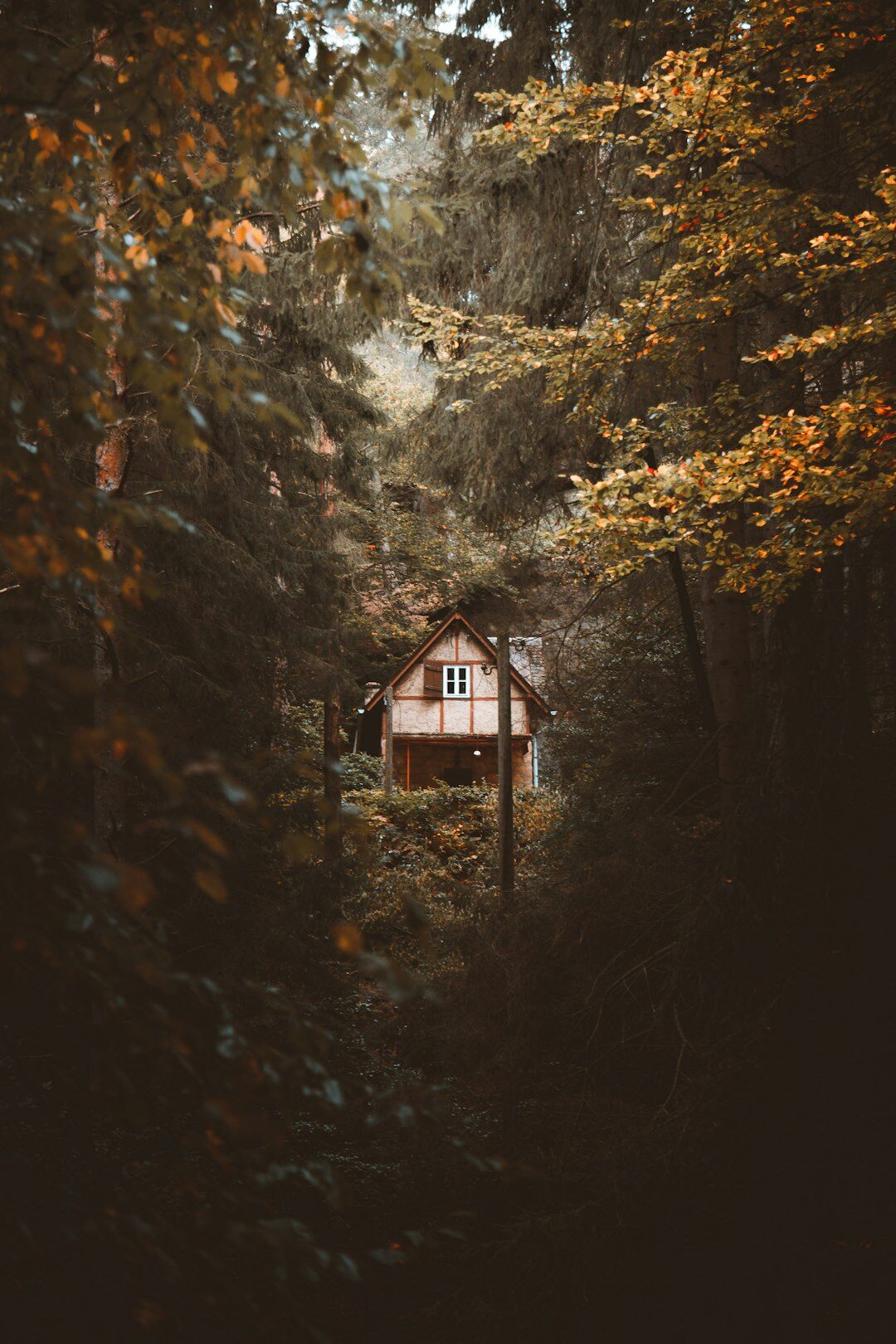 isolated cabin in woods
